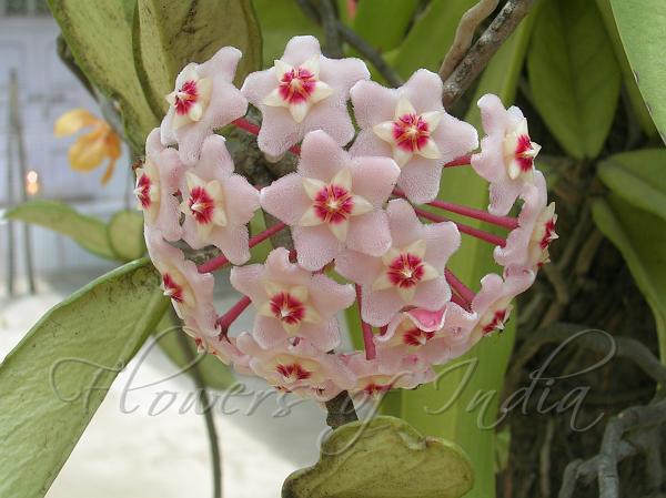 Wax Flower